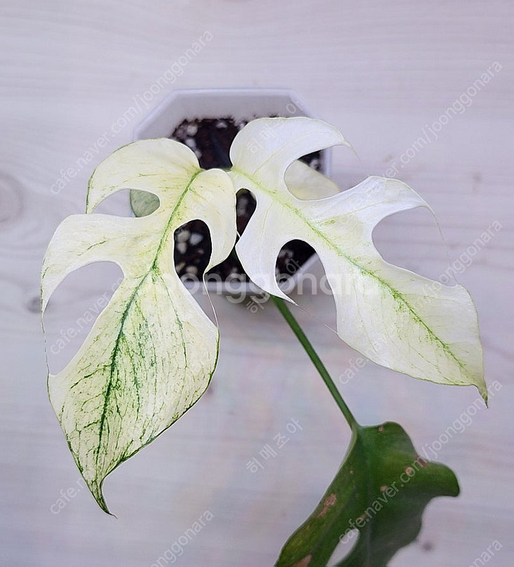 무늬히메,화이트민트히메,풀민트히메,트루비스킨,에피민트 등 여러 희귀식물 분양해요--6